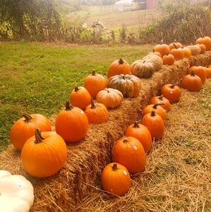 Meet your Posher, Dakota